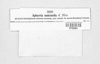Sphaeria umbrinella image